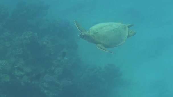 Schwebende Meeresschildkröte Roten Meer Ägyptens — Stockvideo