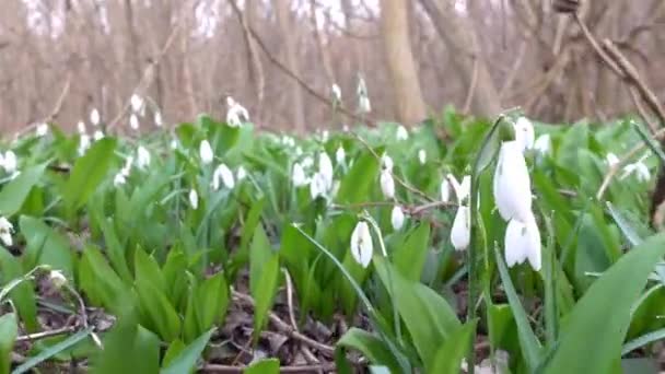 Lot Fresh Snowdrops Forest Floor — Stock Video