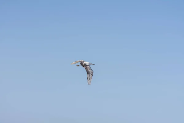 Mısırda Denizde Bulutsuz Mavi Gökyüzünde Uçan Balıkçıl Kuşu — Stok fotoğraf