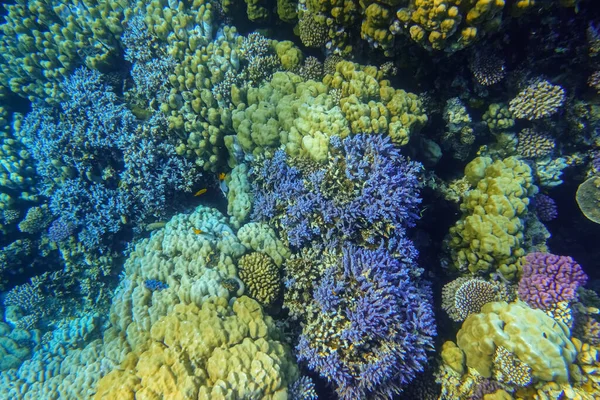 令人惊奇的珊瑚 在红海的暗礁上有着不同的颜色 — 图库照片