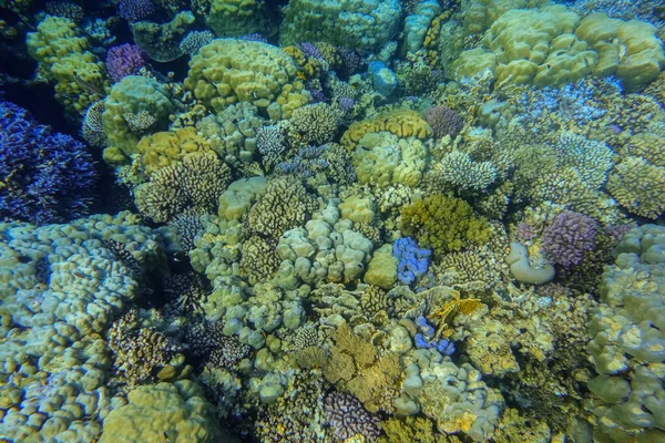 不同颜色的珊瑚礁在埃及海域潜水度假的过程中惊人的不同 — 图库照片