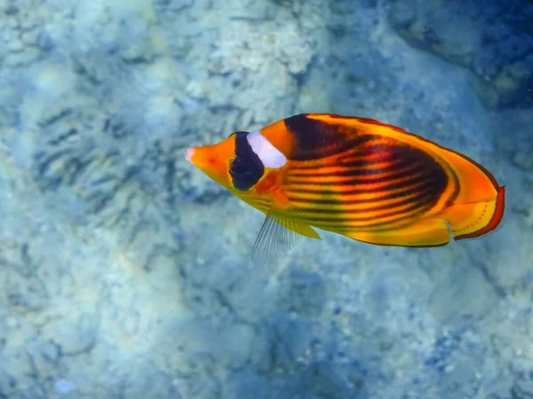 Одинокая Рыба Бабочка Чистой Воде Красного Морского Египта — стоковое фото