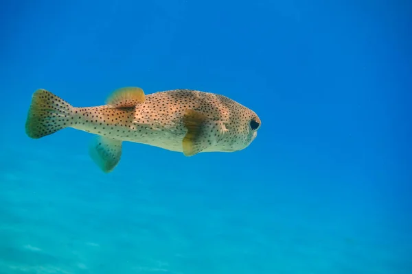 Increíble Gran Punto Aleta Porcupinefish Flotando Agua Mar Azul Claro — Foto de Stock
