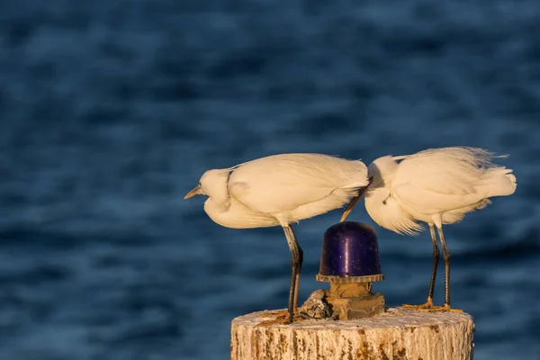 Dva Bílí Ptáci Sebou Dřevěné Tyči Modrým Signálním Světlem Moře — Stock fotografie