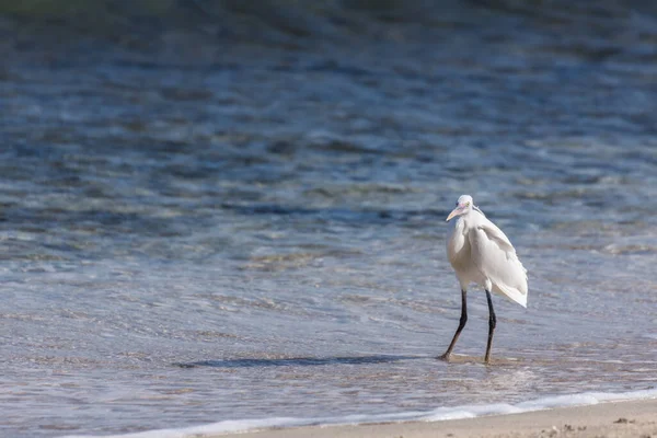 Jediný Bílý Volavka Stojící Vodě Pláži Egyptě — Stock fotografie