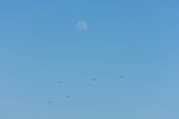 Létající Racci Modré Obloze Měsícem Pláži Dovolené Egyptě — Stock fotografie