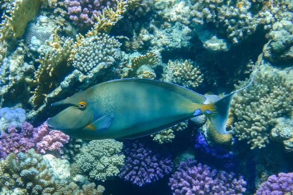 蓝松鱼在礁石中美丽多彩的珊瑚之间游来游去 — 图库照片
