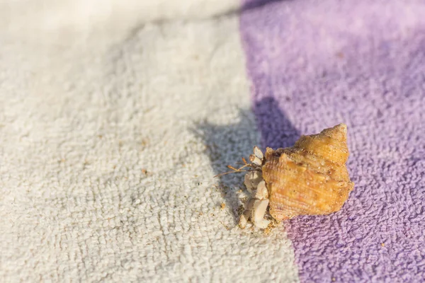 Ερημίτης Καβούρι Τρέχει Ένα Κέλυφος Μια Λευκή Λιλά Πετσέτα Στην — Φωτογραφία Αρχείου
