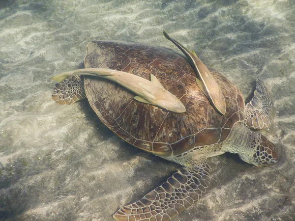 埃及沙质海底的绿海龟和两条领鱼 — 图库照片