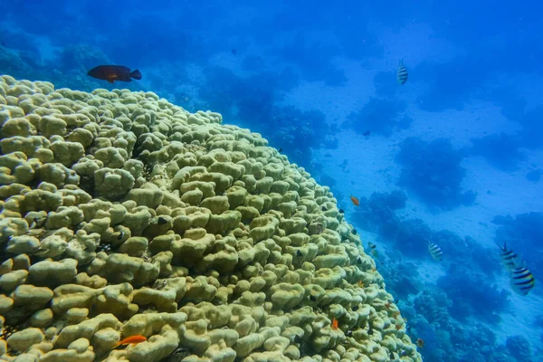 Maravillosos Corales Enormes Mar Azul Profundo Durante Buceo Vacaciones Egipto — Foto de Stock