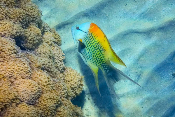 エジプトでのダイビング中に海底で素晴らしい色のスリング顎ラス魚 — ストック写真