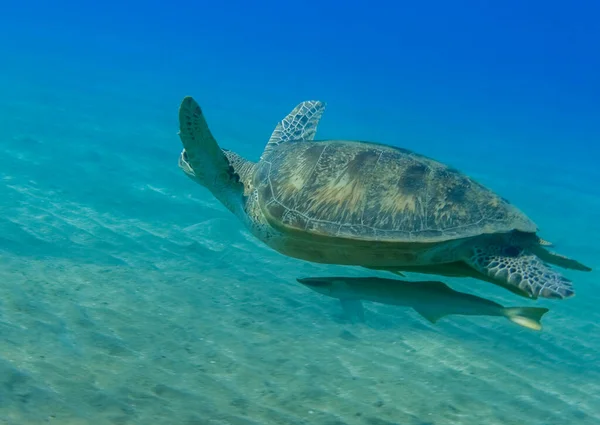 Wonderful Hawksbill Turtle Pilotfishes Swimming Green Seabed Clear Blue Water — Stock Photo, Image