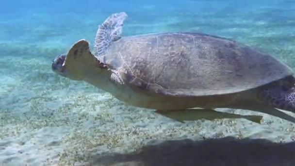 Swimming Red Sea Hawksbill Turtle Diving Detail View Marsa Alam — Stock Video