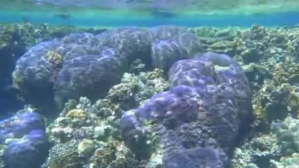 Große Fliederfarbene Korallen Mit Wunderschönem Wasser Beim Tauchen Roten Meer — Stockvideo
