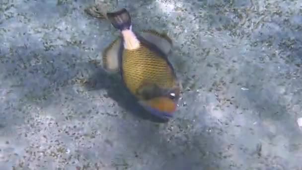 Triggerfish Titan Manger Sur Les Fonds Marins Dans Mer Rouge Clip Vidéo