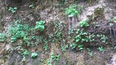 Duvarlarda asılı duran ve Rinnende Mauer adında tatlı su damlatan