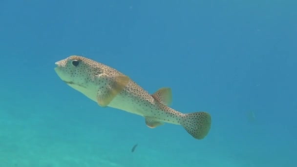 Γίγαντας Puffer Ψάρια Γυρίζει Γύρω Και Κοιτάζει Μέσα Στην Κάμερα — Αρχείο Βίντεο