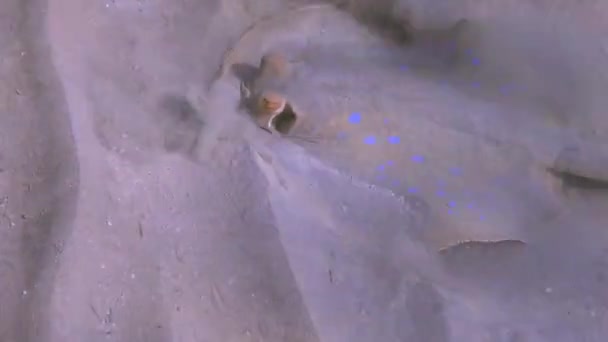 海底から砂の中にブルースポットリボンテールレイホバー — ストック動画