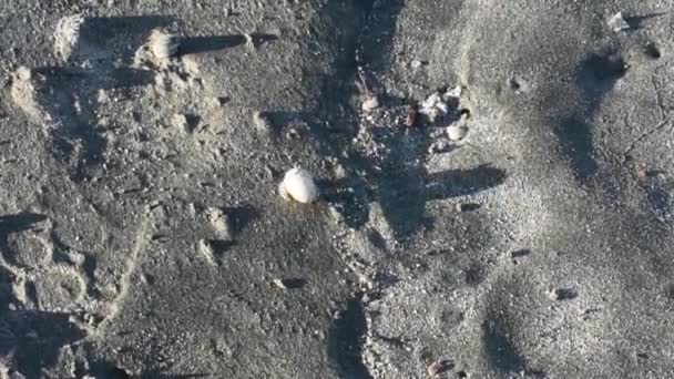 Único Caranguejo Eremita Branco Andando Sobre Uma Praia Areia — Vídeo de Stock