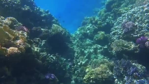 从珊瑚的开口跳进一个只有沙子在海里的地方 视频剪辑