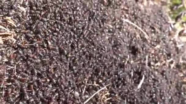 Migliaia Formiche Nel Loro Formicaio Sole Dopo Neve — Video Stock