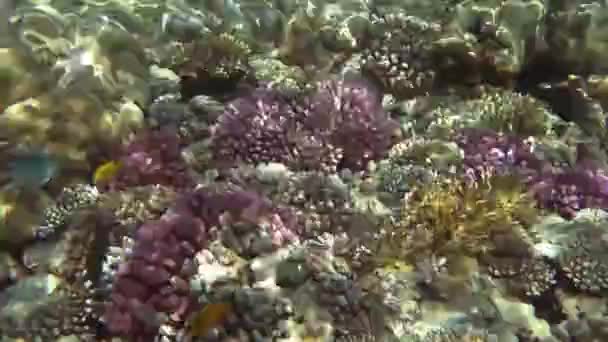 Mycket Färgglada Koraller Och Fiskar Med Reflektioner Från Solen Det — Stockvideo