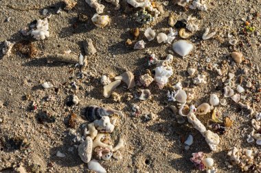 Mısır 'daki kumsalda bir sürü küçük deniz kabuğu var.