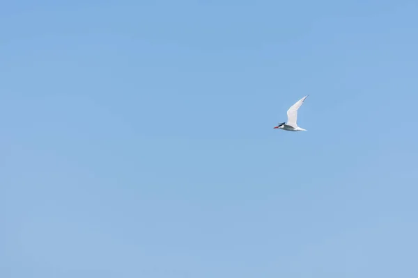 Летящая Чайка Голубом Небе Красном Море Египте — стоковое фото