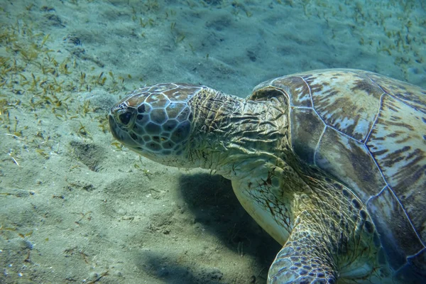 Hawksbill Turtle Eating Seagrass Bottom Sea Egypt Detail View — Stock Photo, Image