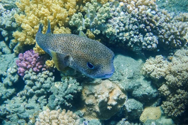 Enorme Vlek Vin Stekelbaars Zweven Prachtige Kleurrijke Koralen Helder Water — Stockfoto