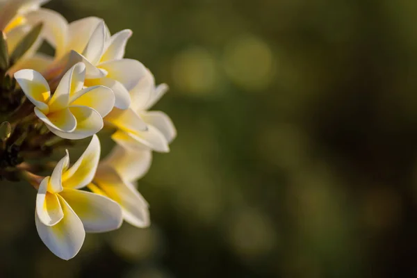 Flores Perfumadas Brancas Amarelas Mágicas Arbusto Plumeria Recurso Visão Detalhe — Fotografia de Stock