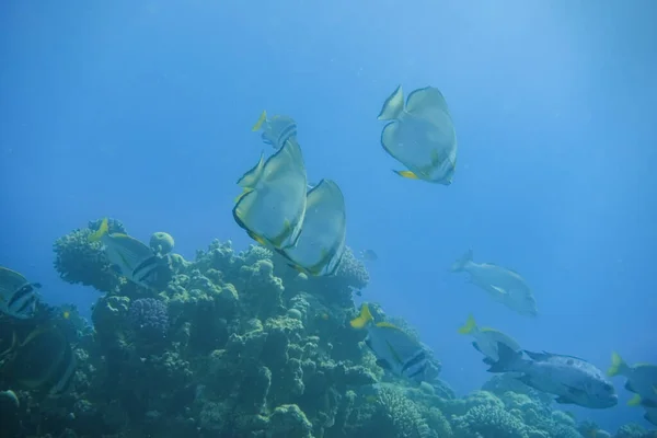 Spousta Velkých Úžasné Orbicular Batfish Plavání Průzračné Modré Vodě Egyptě — Stock fotografie