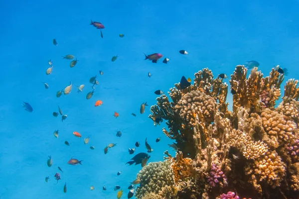 Veel Verschillende Kleurrijke Visjes Buurt Van Koralen Tijdens Het Duiken — Stockfoto