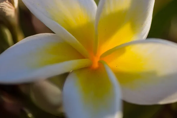 Mágica Flor Fragante Blanca Amarilla Arbusto Plumeria Una Vista Detalle —  Fotos de Stock