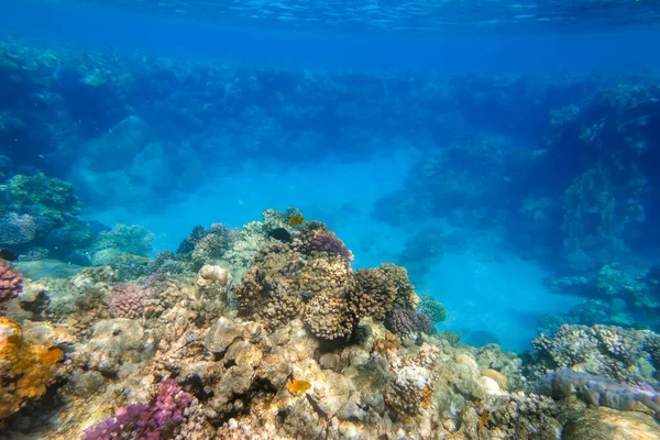 Colina Con Corales Mar Azul Profundo Durante Buceo Vacaciones Egipto —  Fotos de Stock