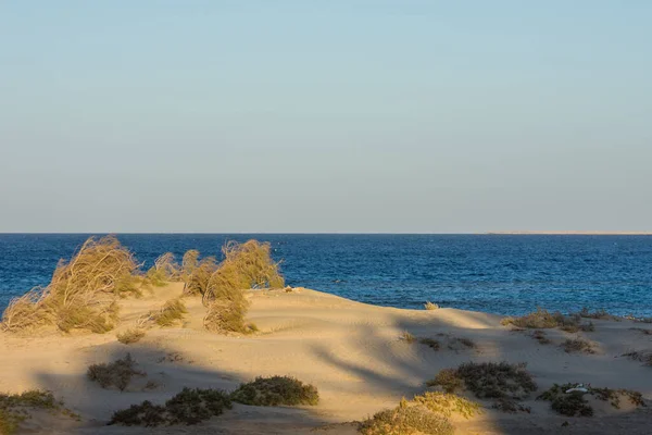 Sanddünen Mit Gras Und Sträuchern Blauen Meer Ägypten — Stockfoto