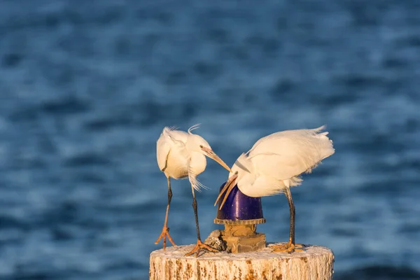 Dva Bílí Ptáci Hádají Dřevěné Tyči Modrým Signálním Světlem Egyptě — Stock fotografie