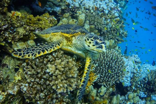 Grüne Meeresschildkröte Liegt Auf Einem Korallenriff Der Blauen Tiefe Des — Stockfoto
