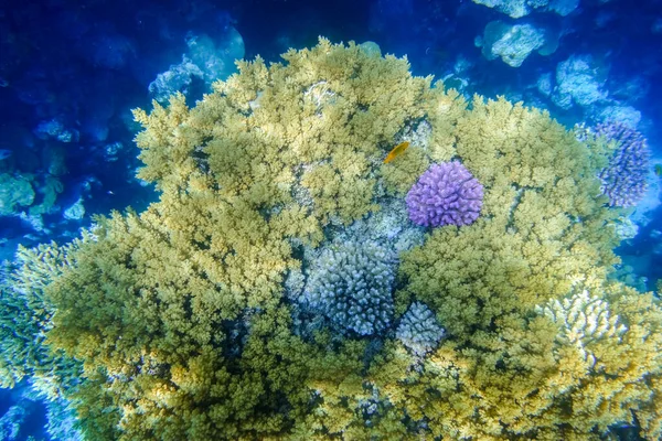 Verbazingwekkende Verschillende Kleurrijke Koralen Het Rif Met Donker Blauw Bodem — Stockfoto