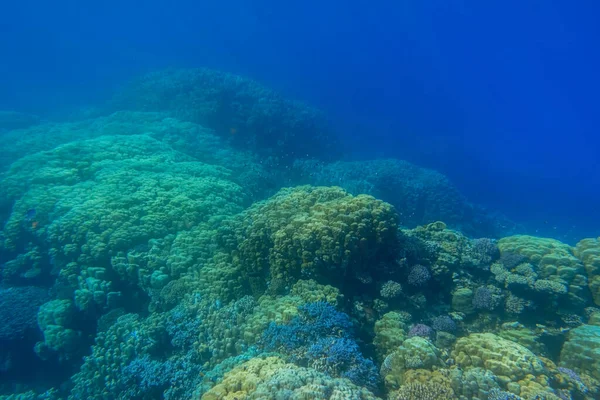 Enorme Prachtige Koralen Diepblauw Zeewater Tijdens Het Duiken Vakantie — Stockfoto