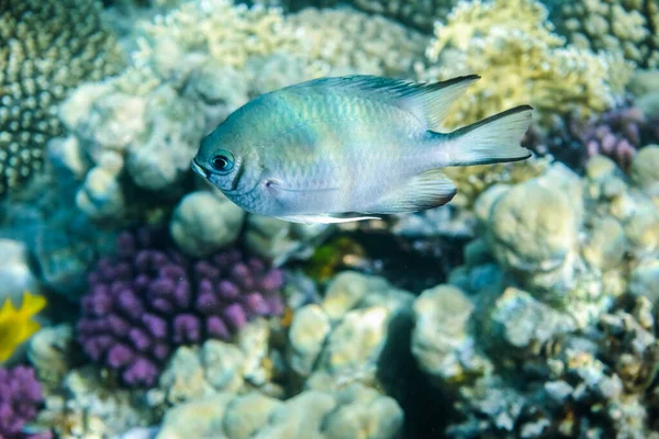 エジプトのサンゴ礁でサンゴの近くを泳ぐ小さな魚は — ストック写真