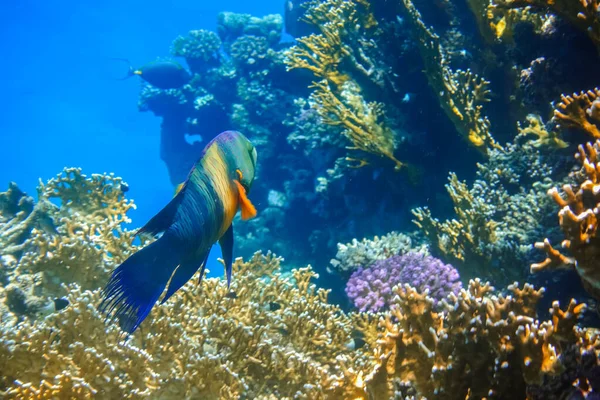 Merveilleux Poisson Wrasse Balai Coloré Planant Sur Récif Corallien Egypte — Photo