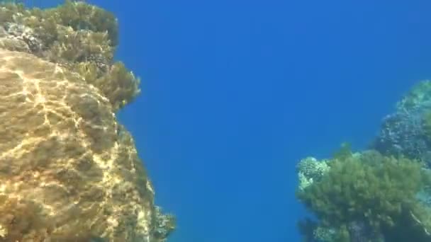Ныряя Через Отверстие Коралловом Рифе Глубокую Синеву Моря Лицензионные Стоковые Видео