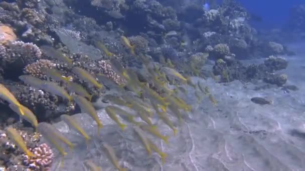 一群鱼和一条蓝松鱼 免版税图库视频