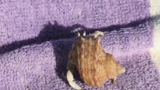 Caranguejo Eremita Único Andando Sobre Uma Toalha Praia Videoclipe