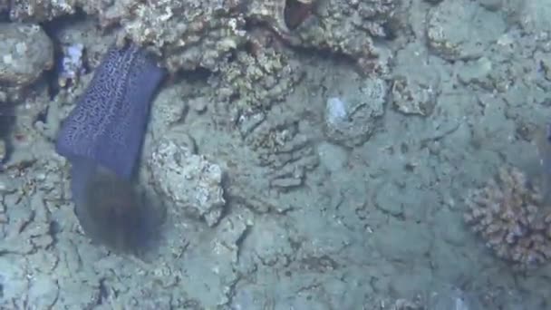 Moray Gigante Corais Muitos Peixes Diferentes Mar Vermelho — Vídeo de Stock