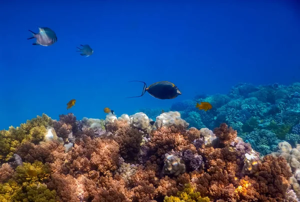 Verschiedene Fische Über Bunten Korallen Tiefblauem Wasser Aus Ägypten — Stockfoto