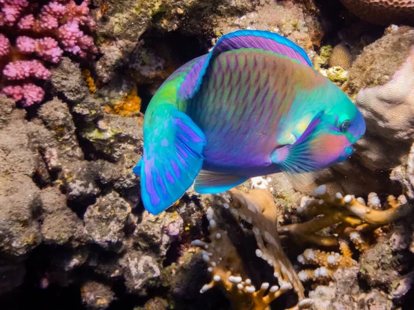 珊瑚附近色彩艳丽的雏菊鹦鹉在红海埃及吃东西时 — 图库照片