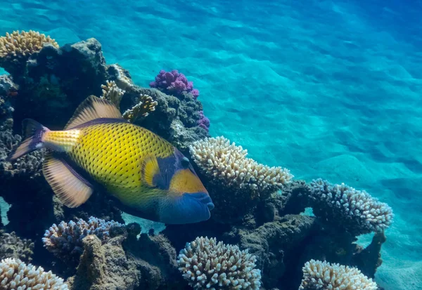 Огромная Зеленая Триггерная Рыба Парящая Возле Кораллов Чистой Воде Египта — стоковое фото