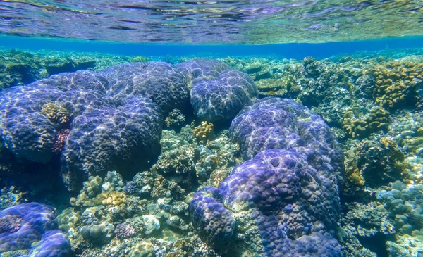 珊瑚礁上惊人的巨大淡紫色和蓝色的珊瑚 有清澈的海水在埃及 — 图库照片